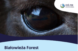 białowieża forest.png